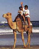 Camel Rides