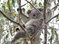 koala